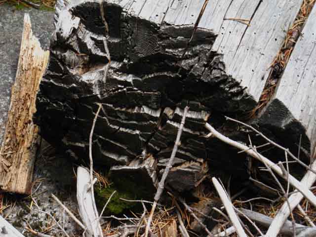 Axe cut tree along Tahoe to Yosemite Trail in Summit City Creek.